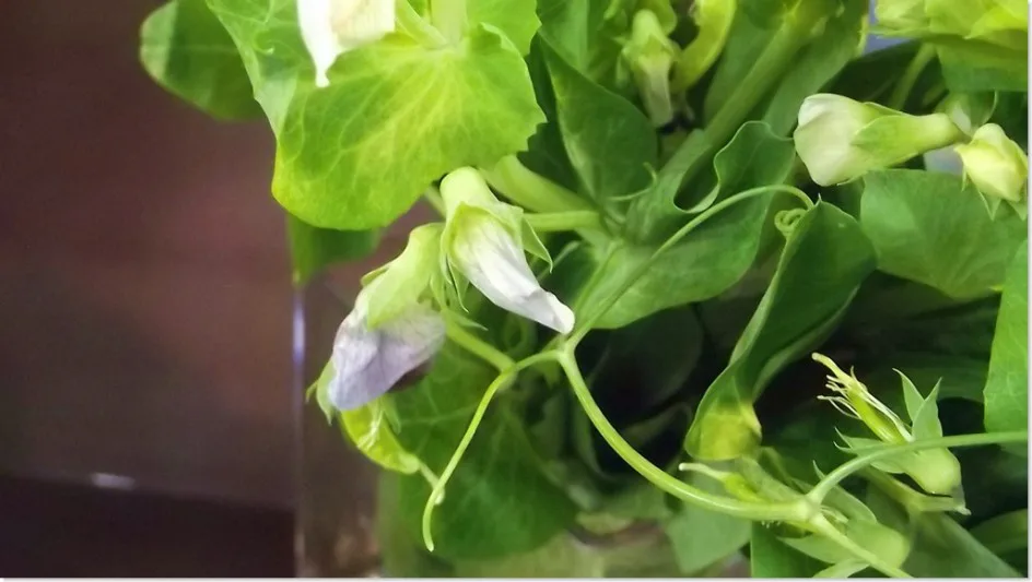 豆の花 帯広市 花屋 お花の事ならm S Flower