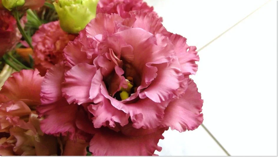 元のトルコ キキョウ セレブ ピンク 最高の花の画像 元のトルコ キキョウ セレブ ピンク 最高の花の画像