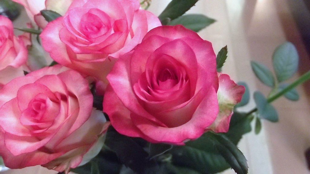 バラ ジュミリア 帯広市 花屋 お花の事ならm S Flower