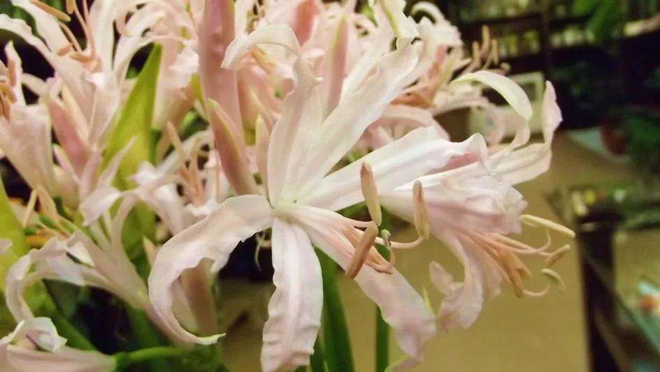 ネリネ ソフィ 帯広市 花屋 お花の事ならm S Flower