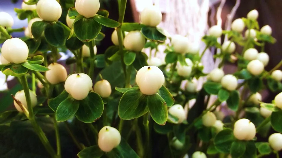 ヒペリカム ココウノ 帯広市 花屋 お花の事ならm S Flower