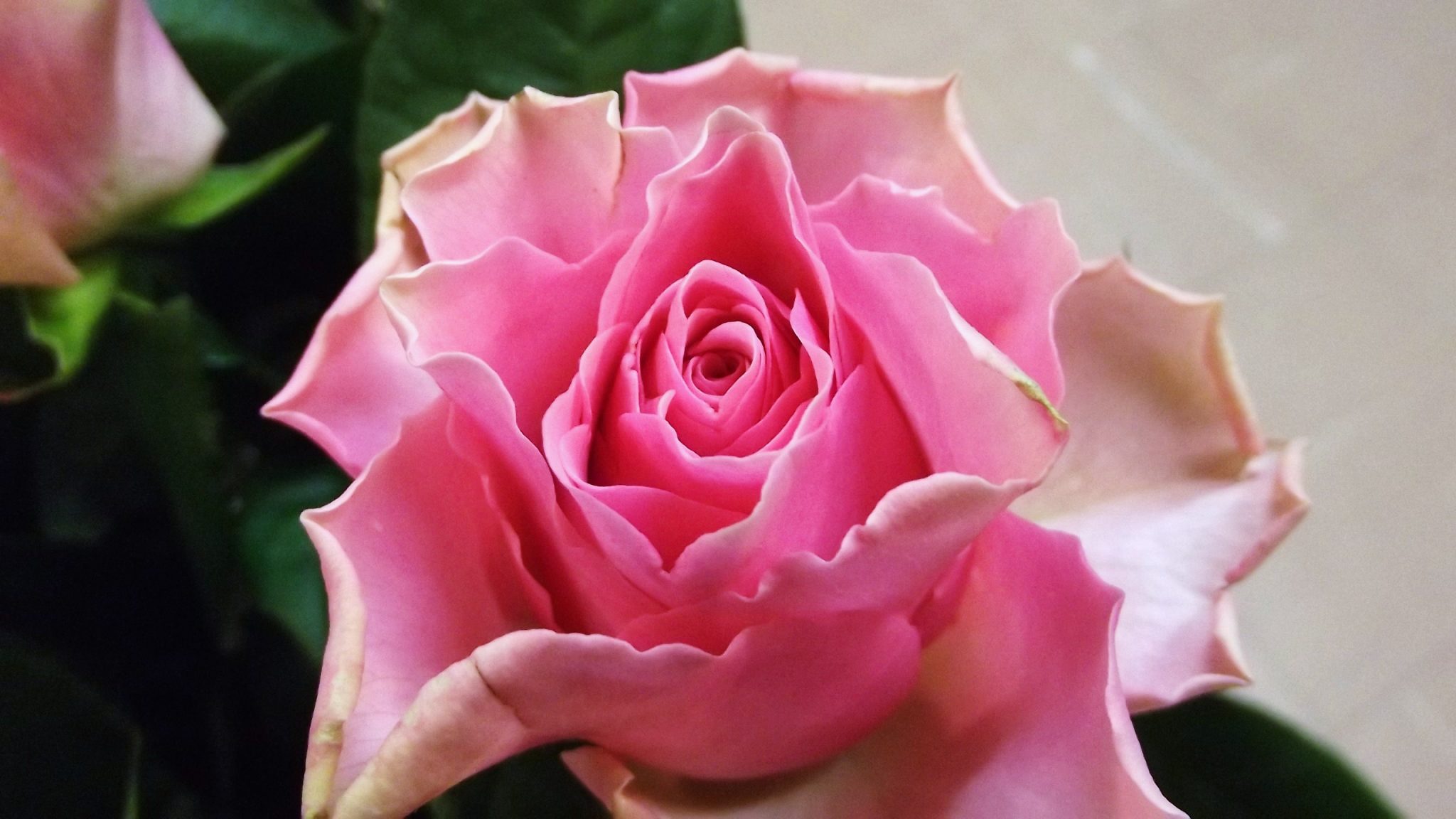 バラ エンジェルキス 帯広市 花屋 お花の事ならm S Flower